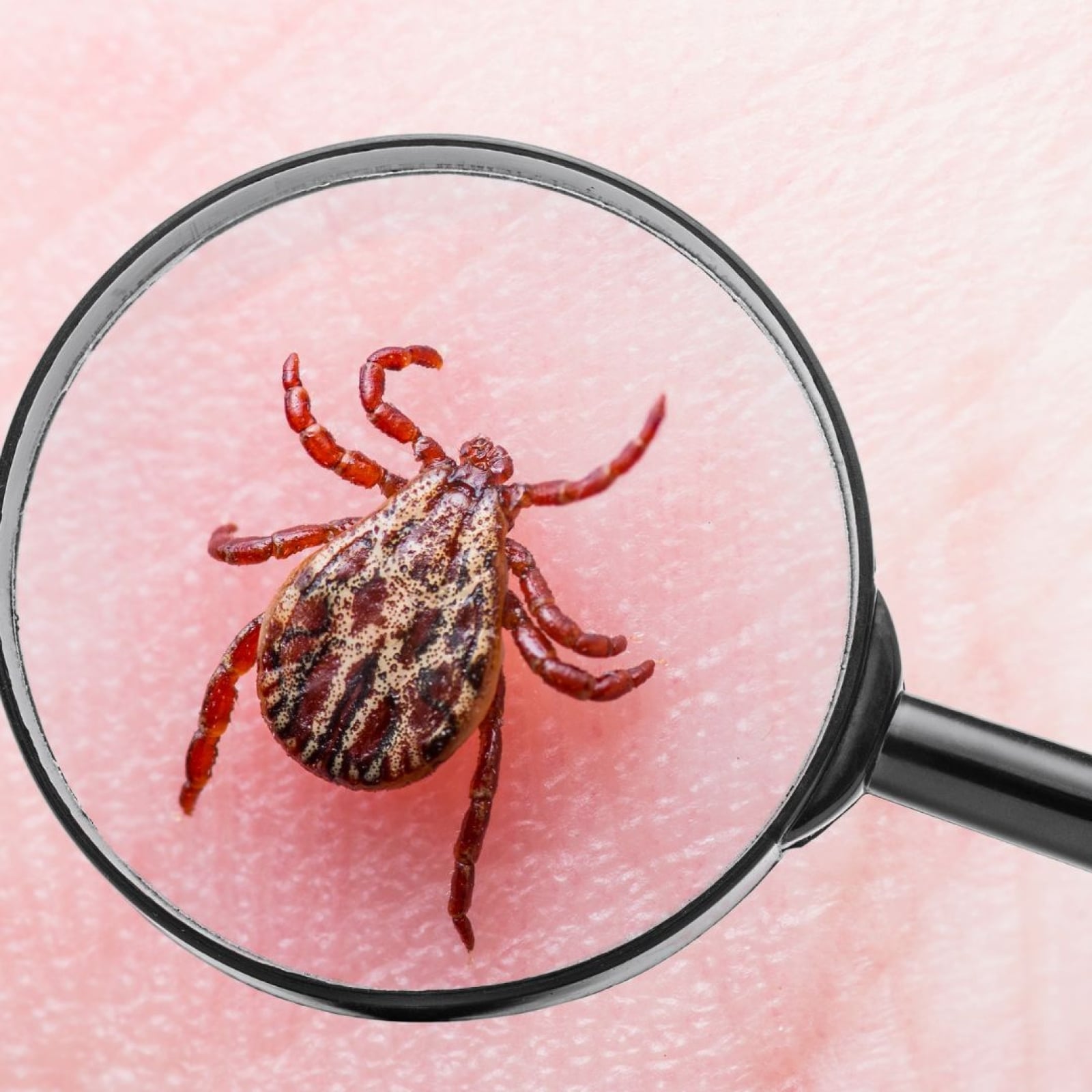 Blog Archiv 14 Apotheke Möhlin - zecken